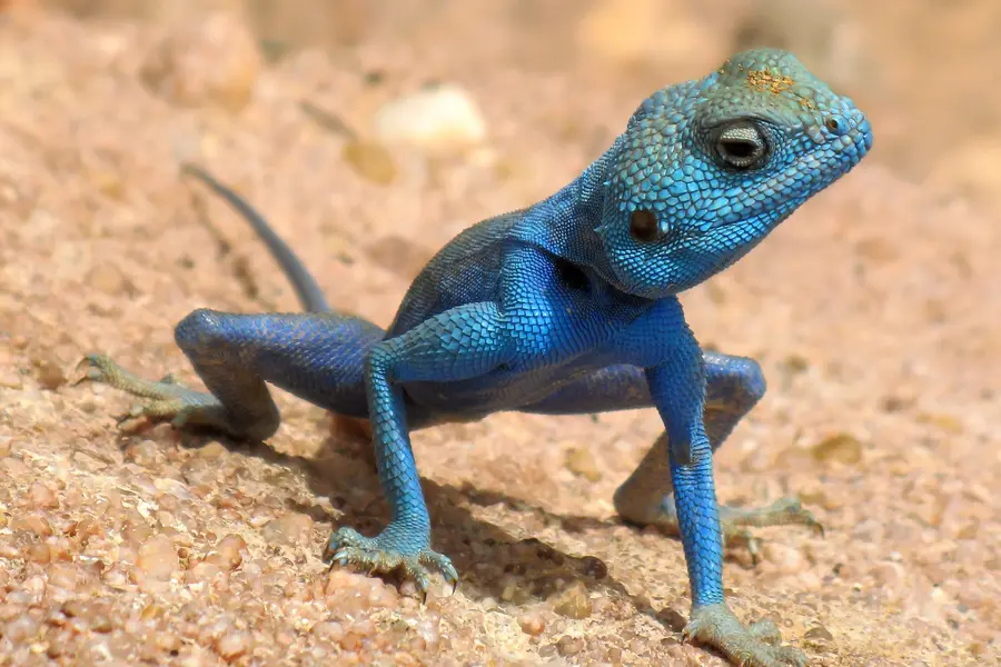 Agame (Bartagame) Betreuung