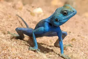 Agamen (z. B. Bartagame)