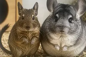 Degus & Chinchillas