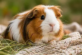 small animal