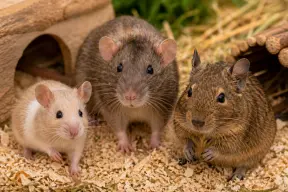 small animal